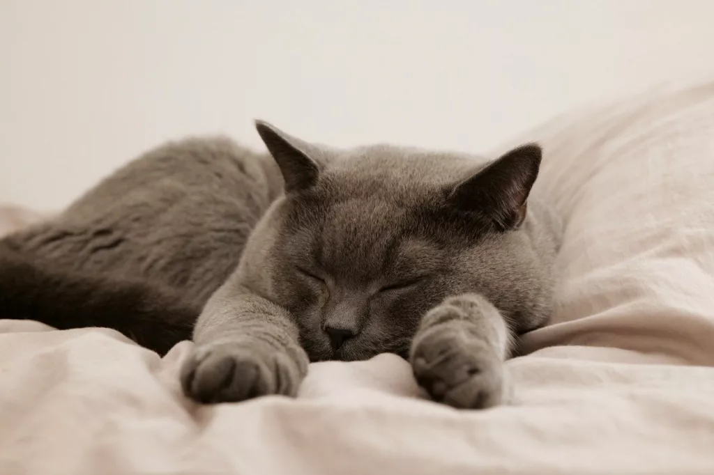 Meilleurdodo vous aide à mieux dormir